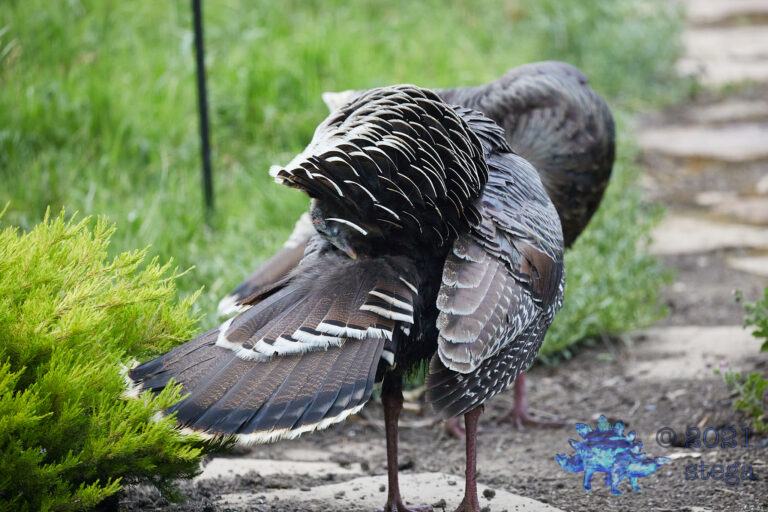 Wild Turkey
