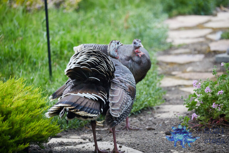 Wild Turkey