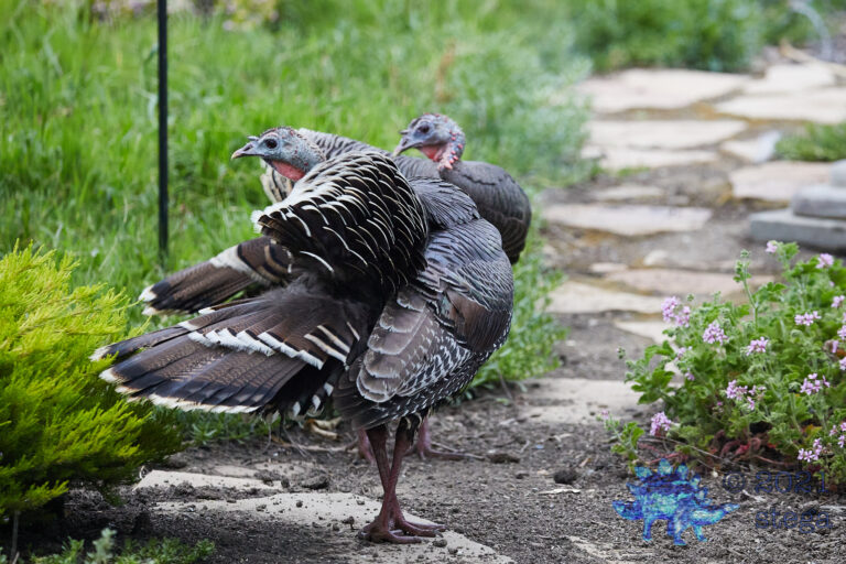 Wild Turkeys