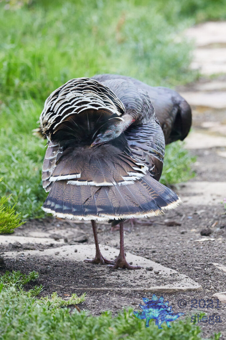 Wild Turkey Butt
