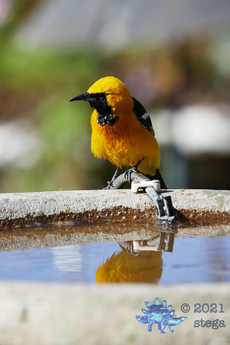 Hooded Oriole