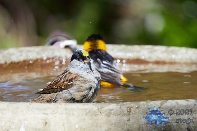 Gold-Crowned Sparrow