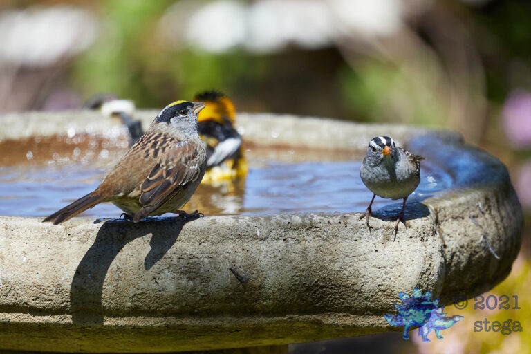 Gold and White-Crowned Sparrows