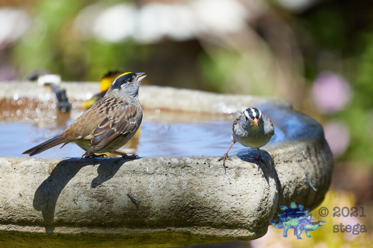 Gold and White Crowned Sparrows