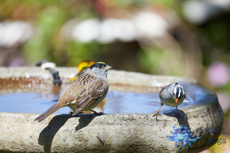 A Gold and a White-Crowned Sparrow