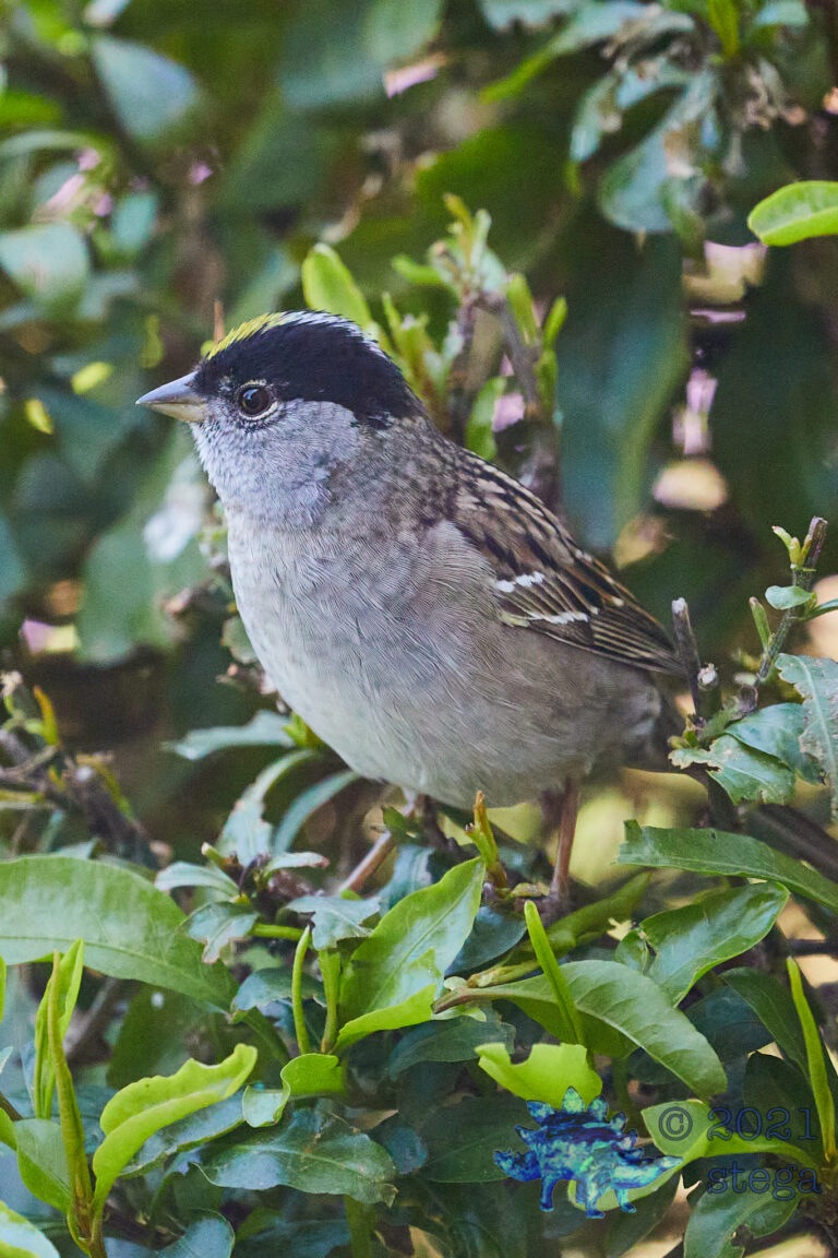 Gold-Crowned Sparrow