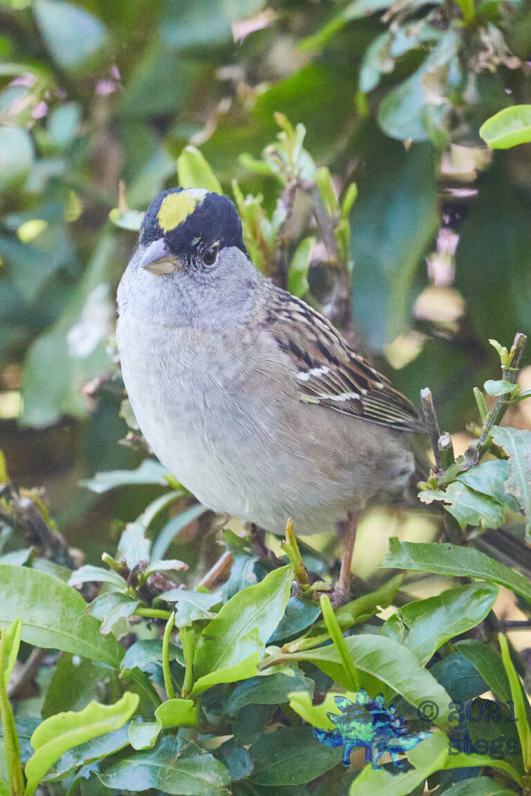 Gold-Crowned Sparrow