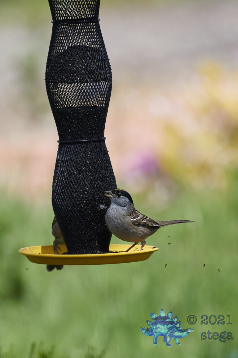 Gold-Crowned Sparrow