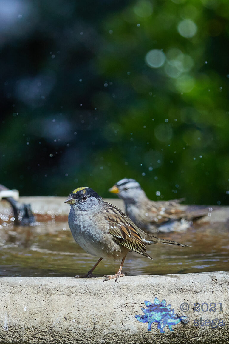 Gold-Crowned Sparrow