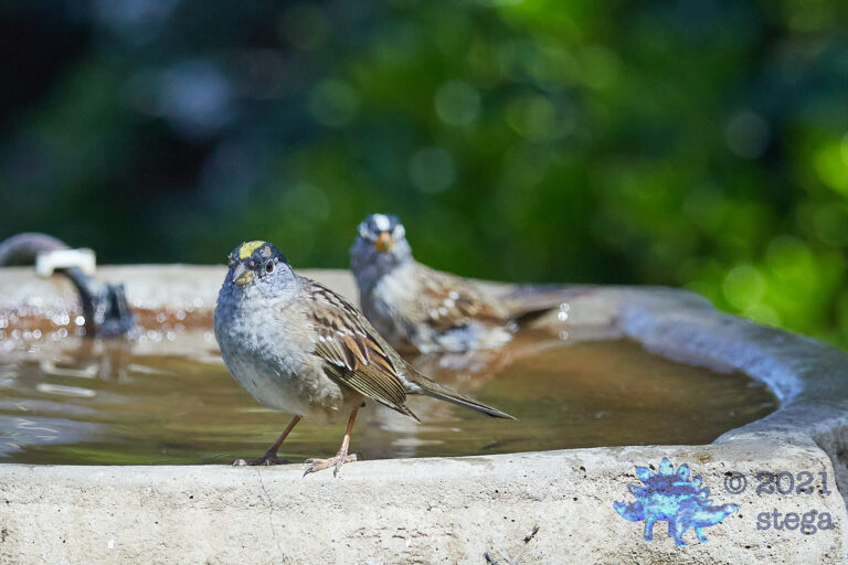 Symmetrical Sparrows