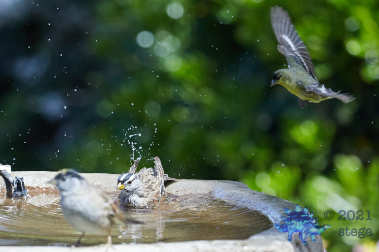 Finches and Sparrows