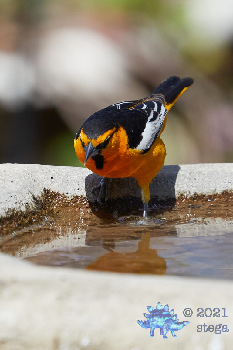 Bullock’s Oriole