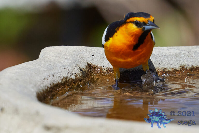 Bullock’s Oriole