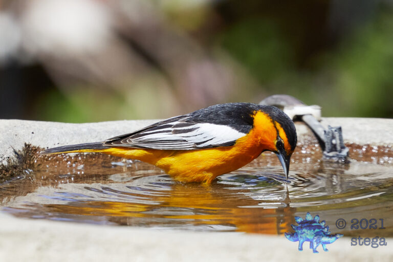 Bullock’s Oriole