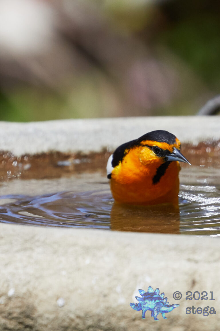 Bullock’s Oriole