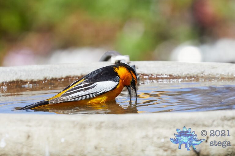 Bullock’s Oriole