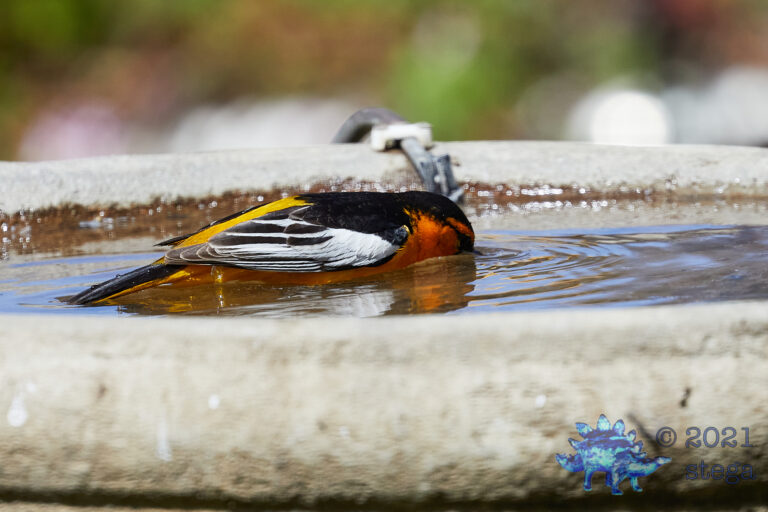 Bullock’s Oriole
