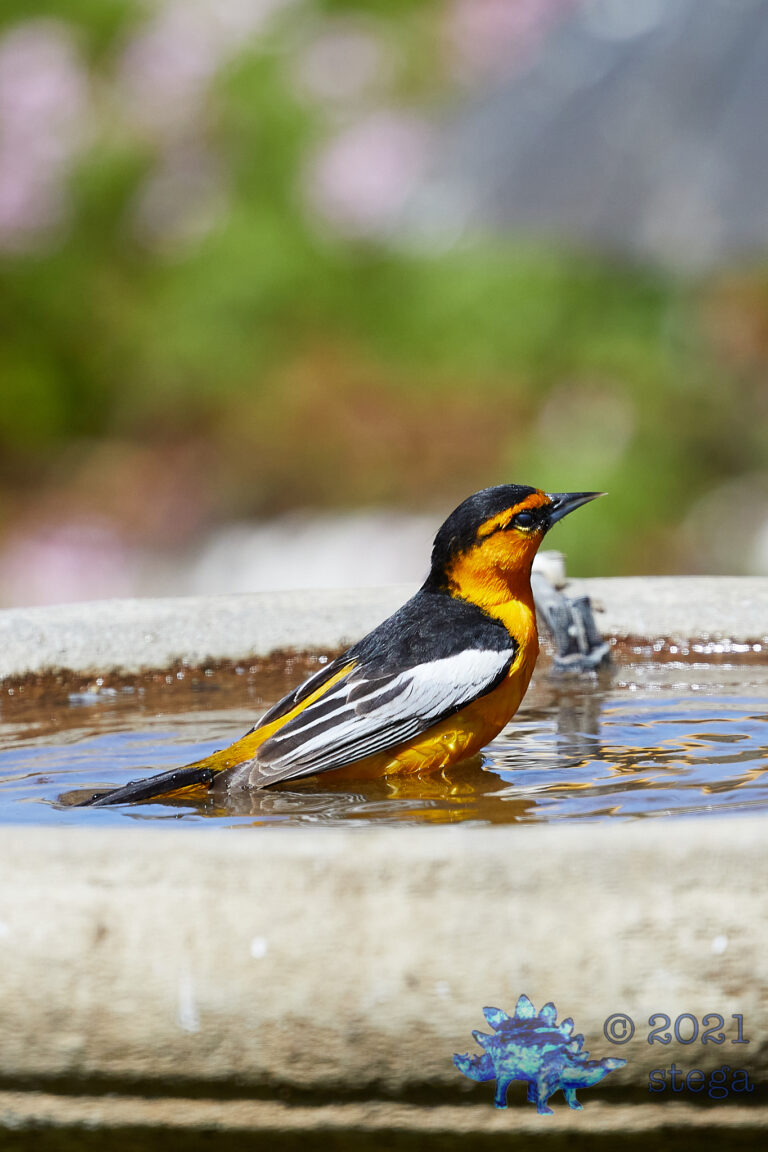 Bullock’s Oriole