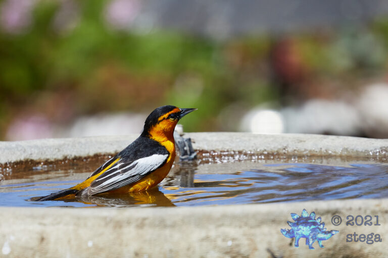 Bullock’s Oriole