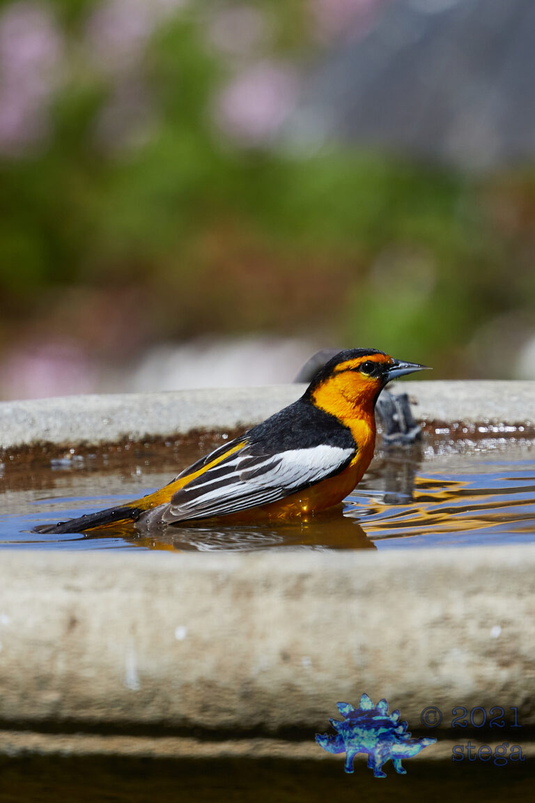 Bullock’s Oriole