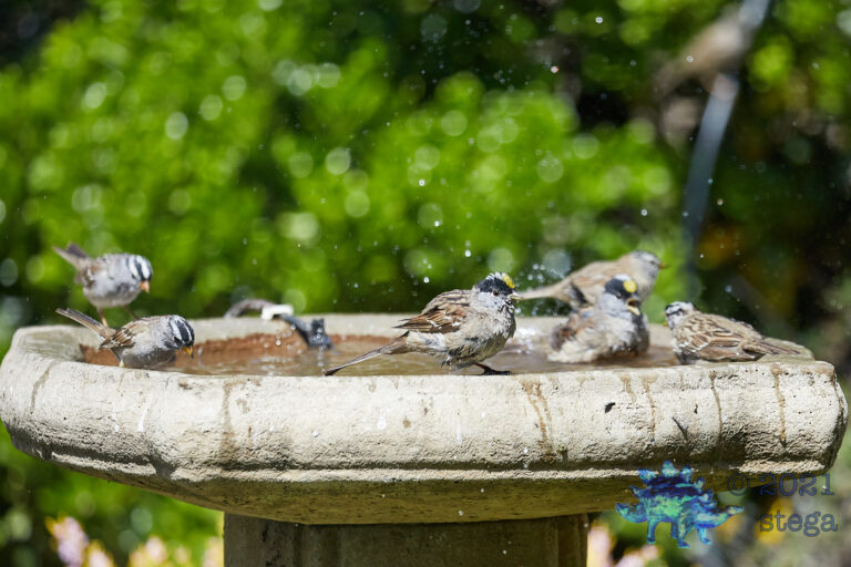 White and Gold-Crowned Sparrows Bathing