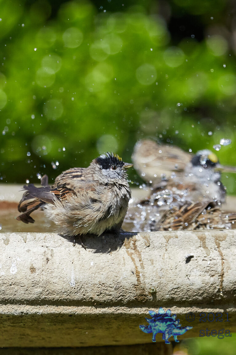 Gold-Crowned Sparrow