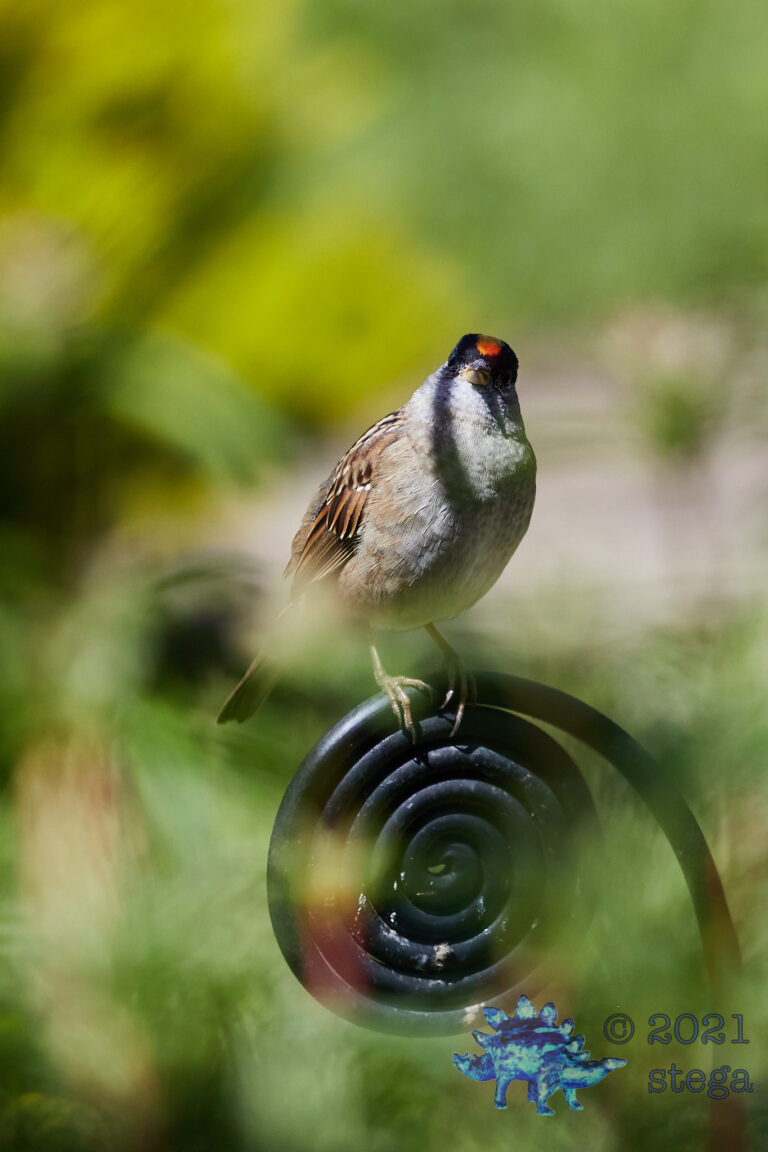 Gold-Crowned Sparrow