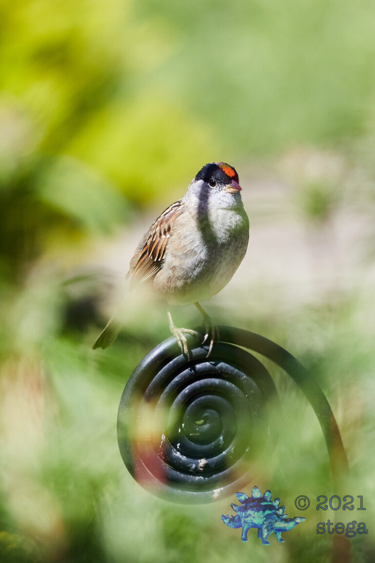 Gold-Crowned Sparrow
