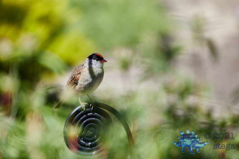 Gold-Crowned Sparrow