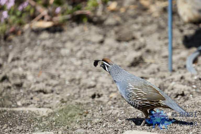 California Quail