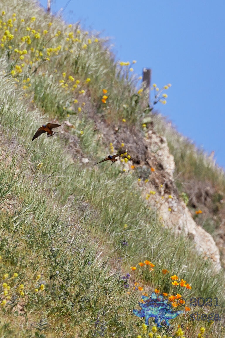 Barn Swallows