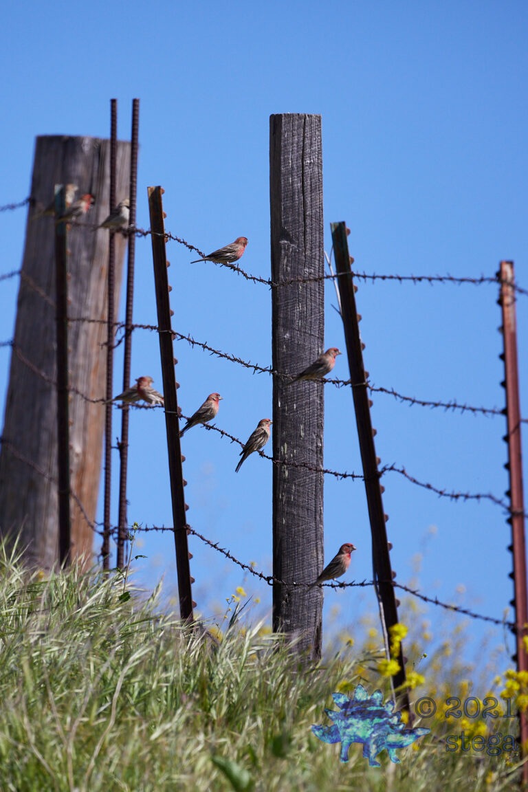 House Finches