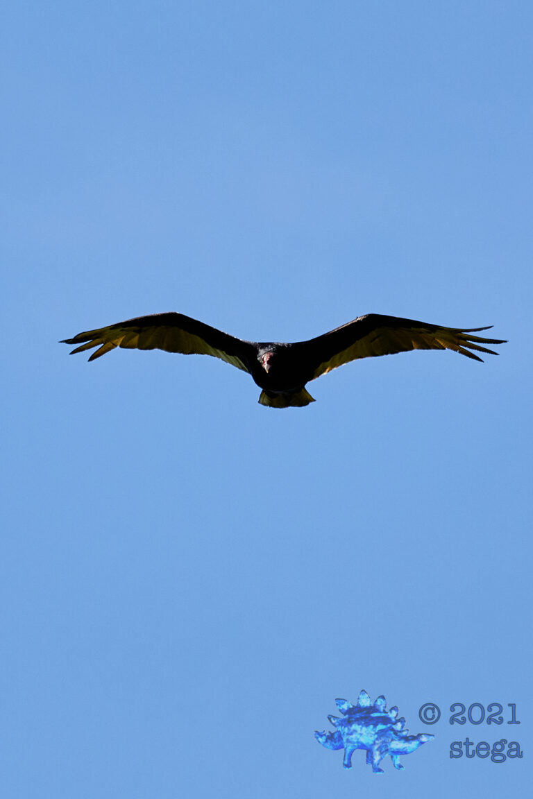Turkey Vulture