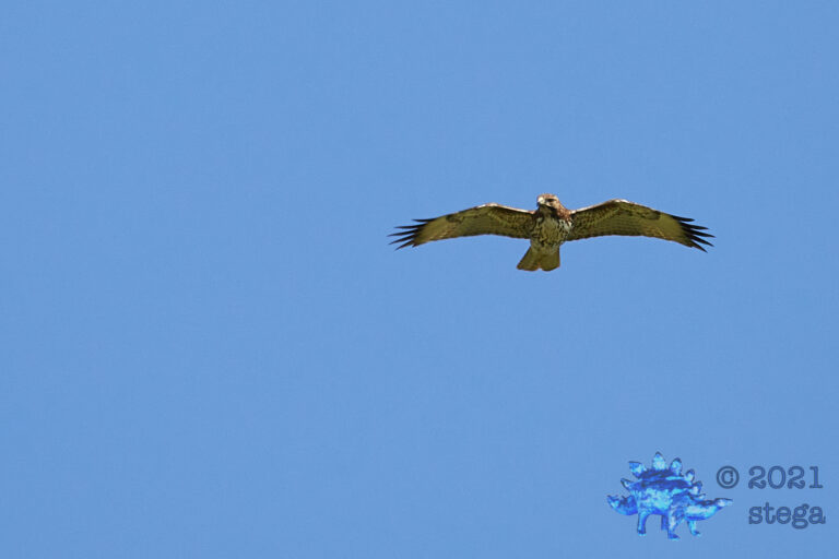 Red-Something Hawk