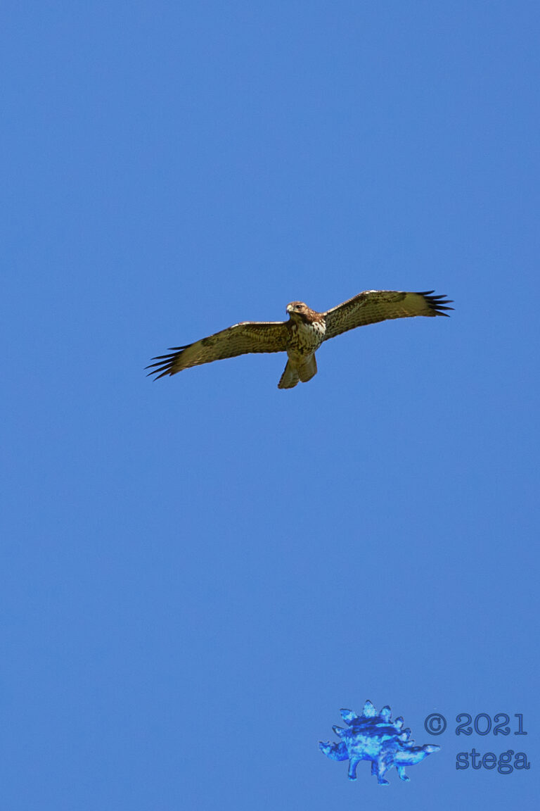 Red-Shouldered Hawk