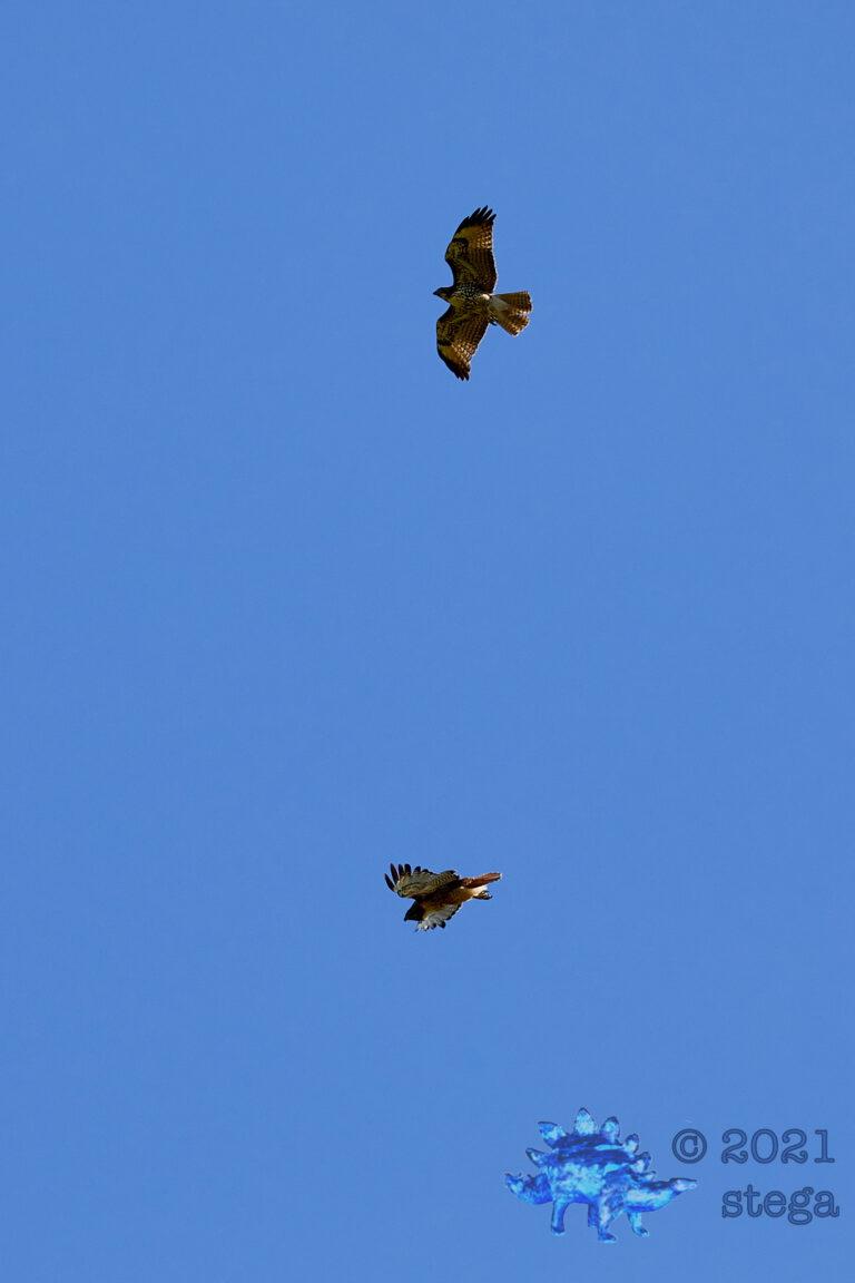 Red-Tailed Hawks