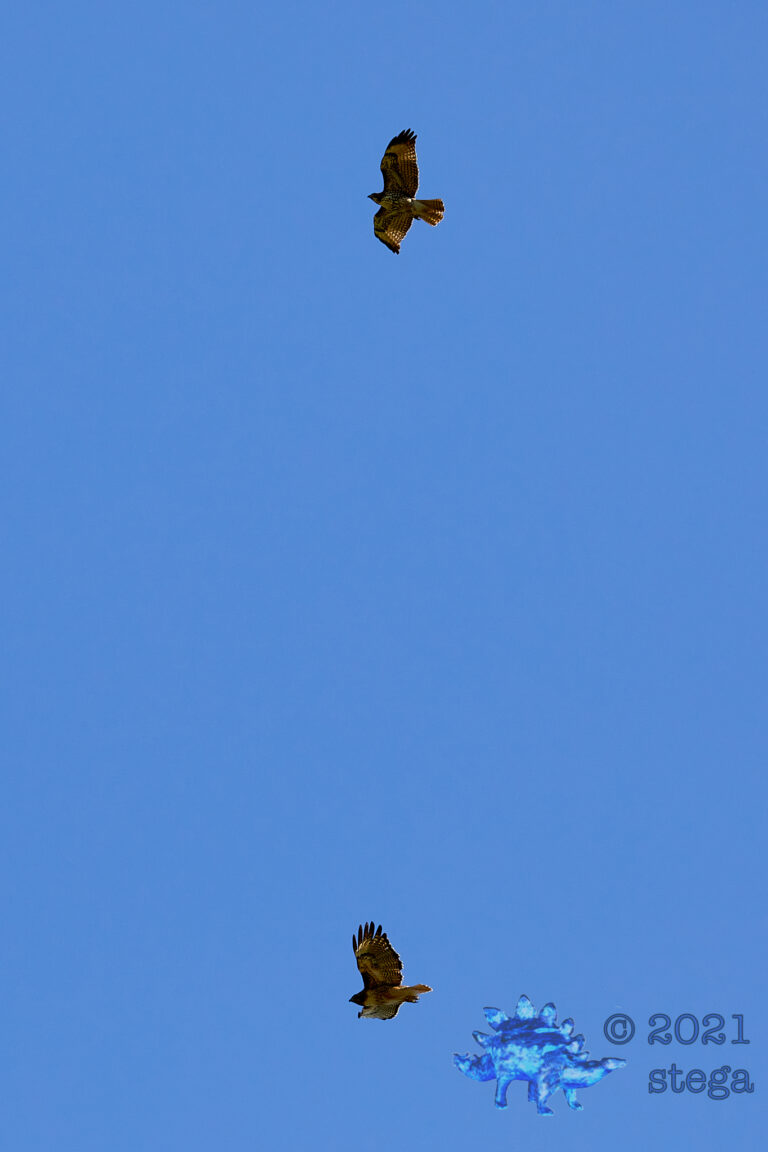 Red-Tailed Hawks