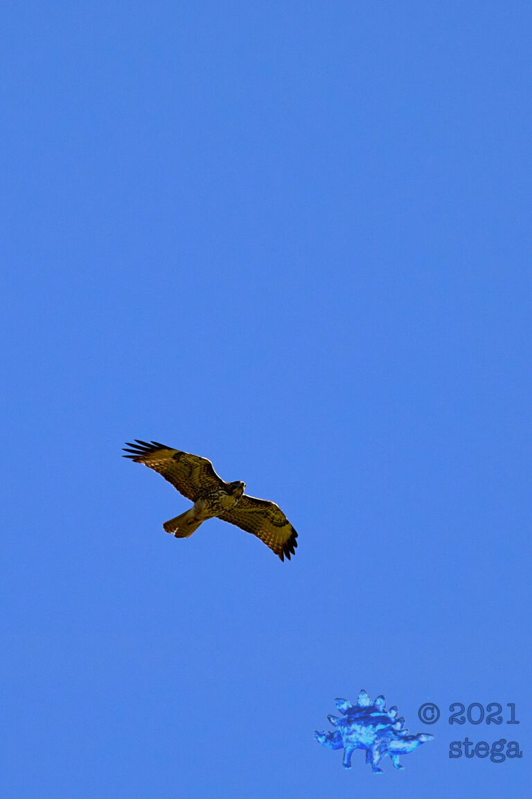 Red-Tailed Hawk