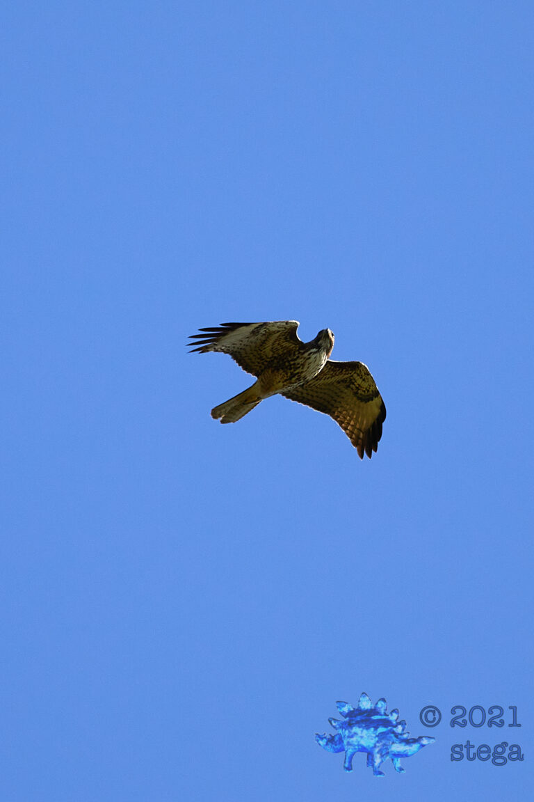 Swainson’s Hawk