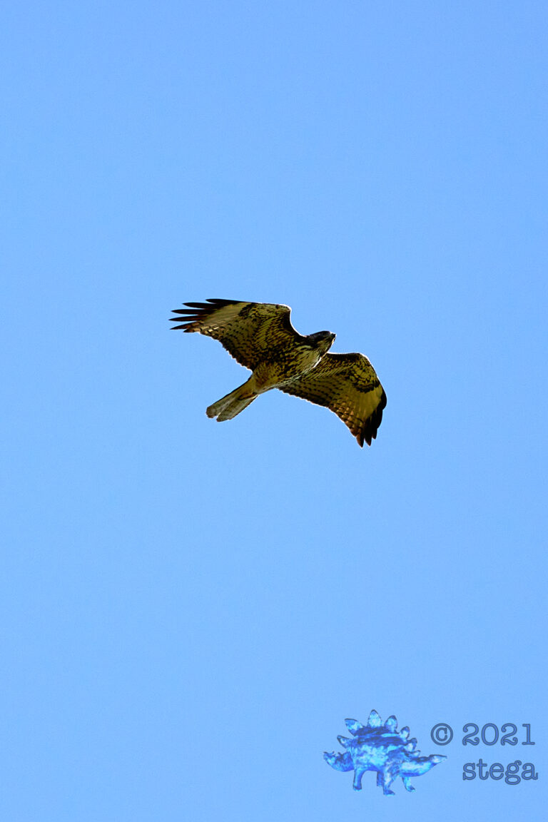 Red-Tailed Hawk