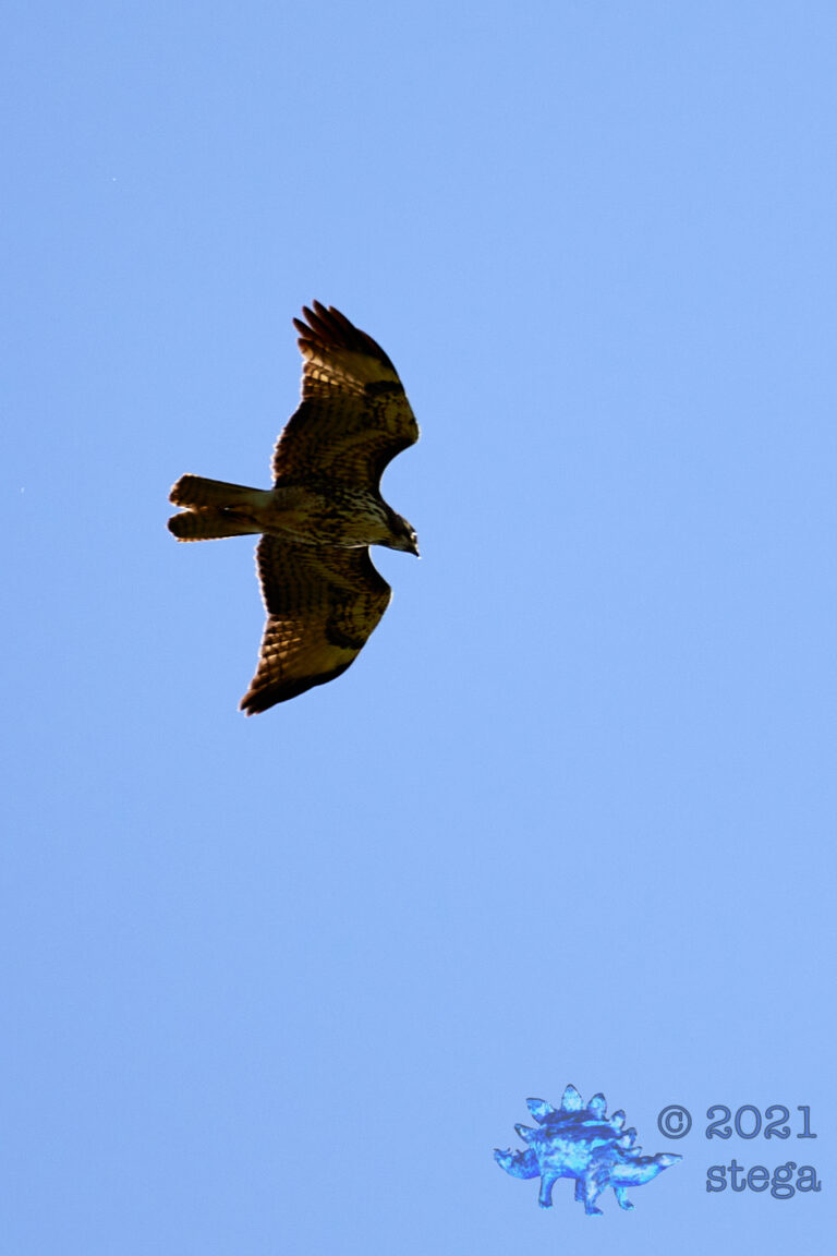 Red-Tailed Hawk