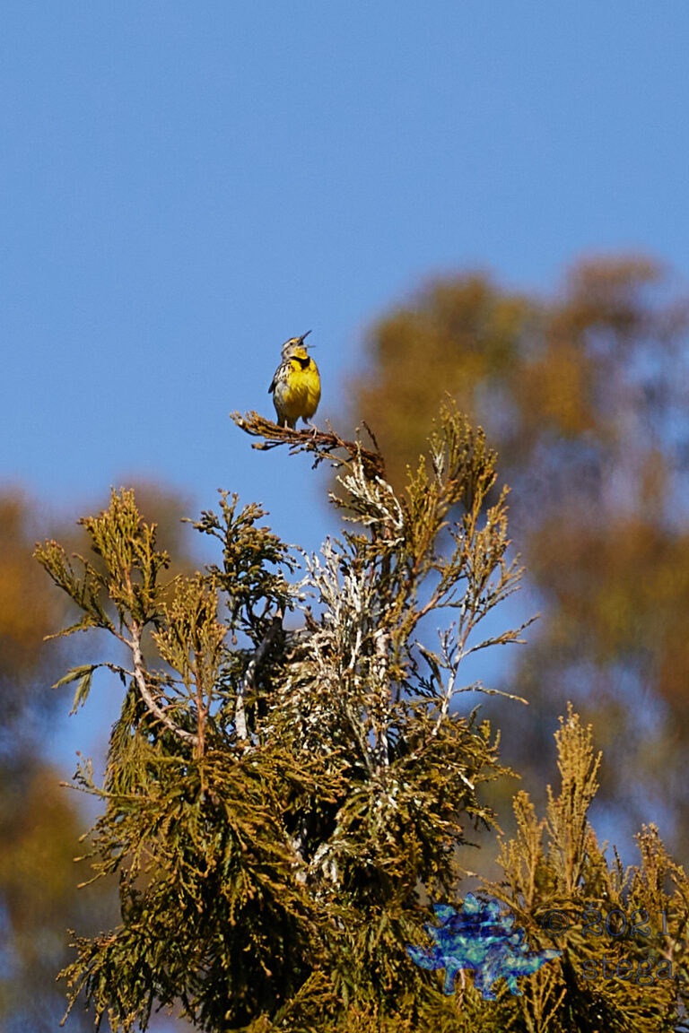 Western Meadowlark