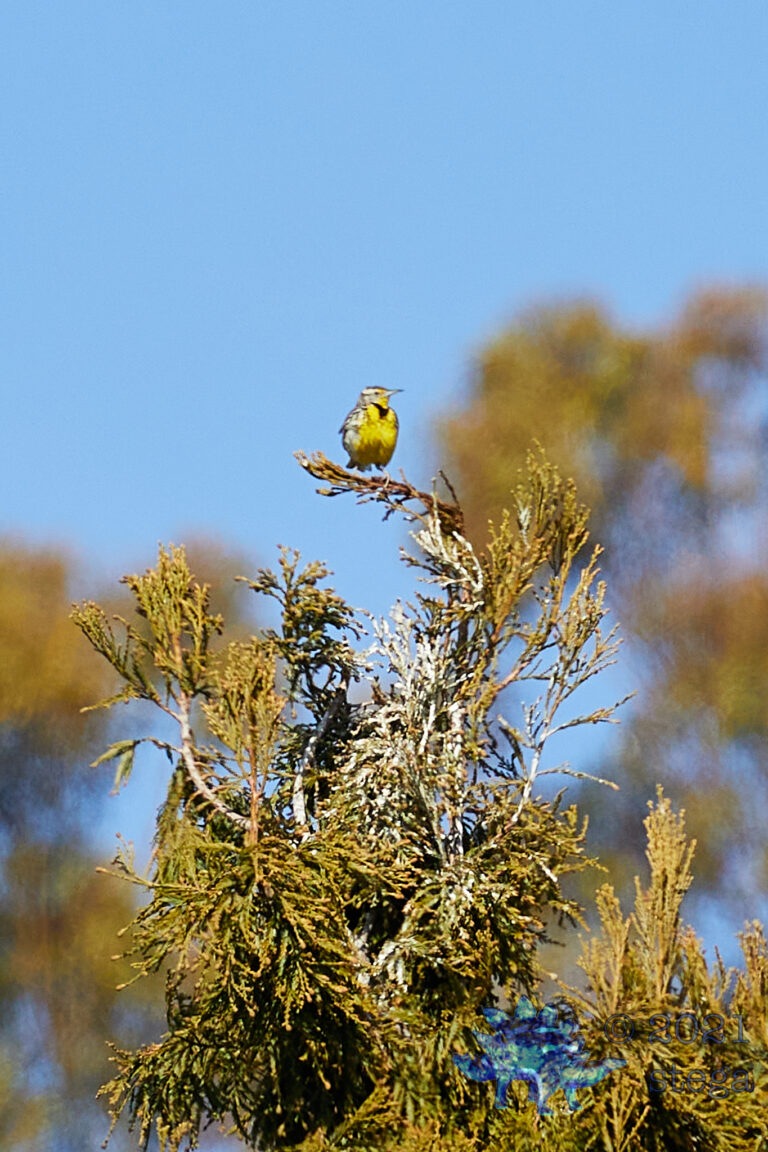 Western Meadowlark
