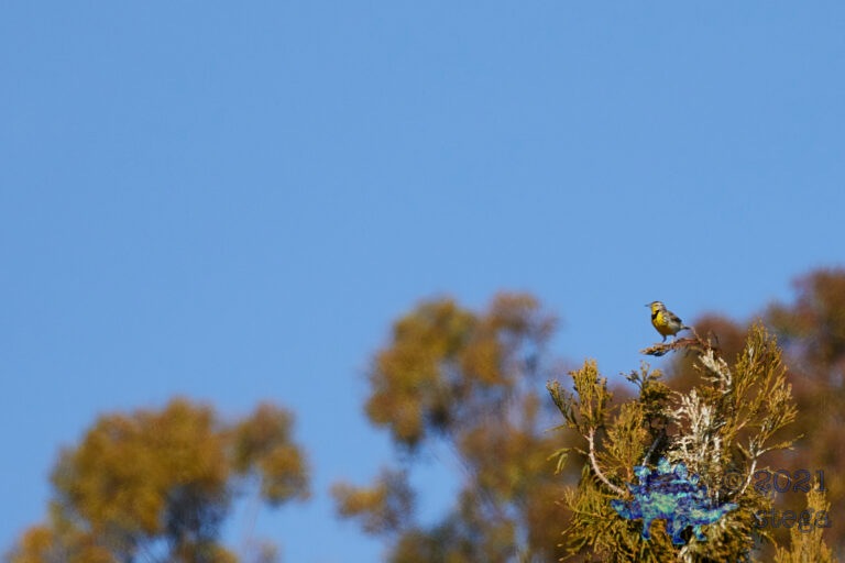 Western Meadowlark