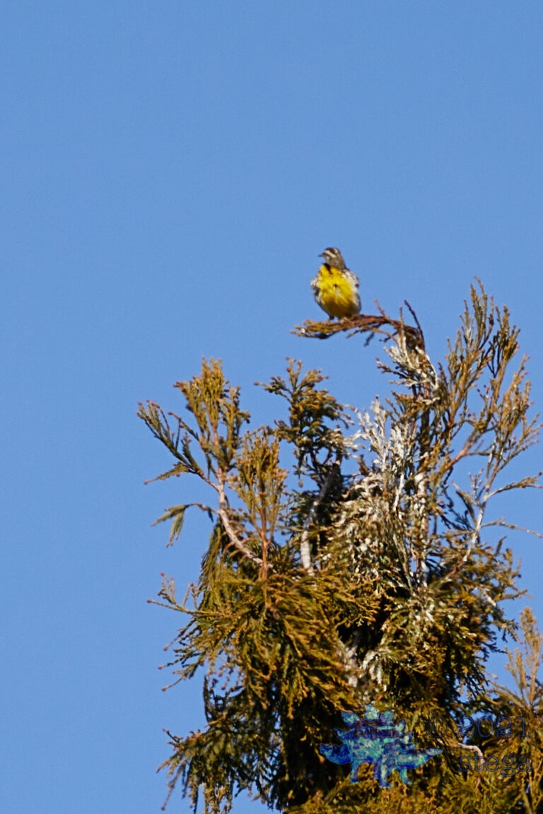 Blurry Western Meadowlark