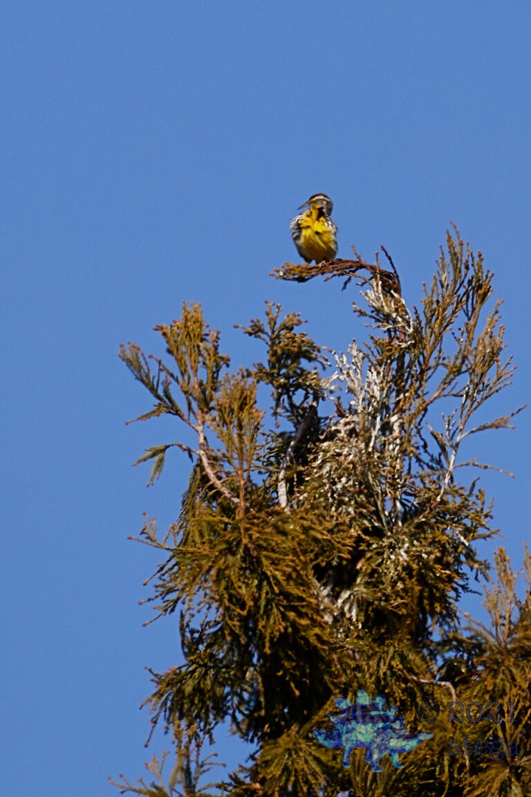 Western Meadowlark