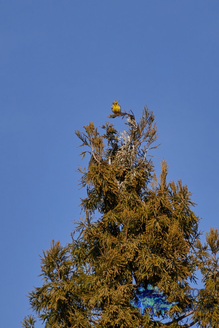 Western Meadowlark