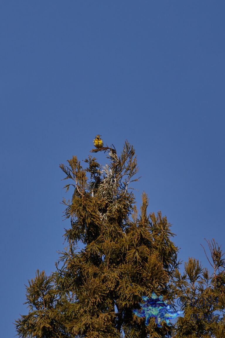 Western Meadowlark