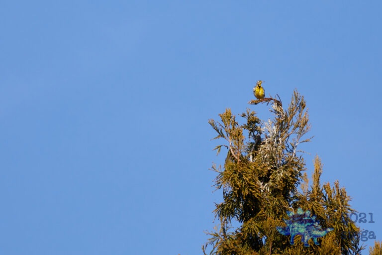 Western Meadowlark