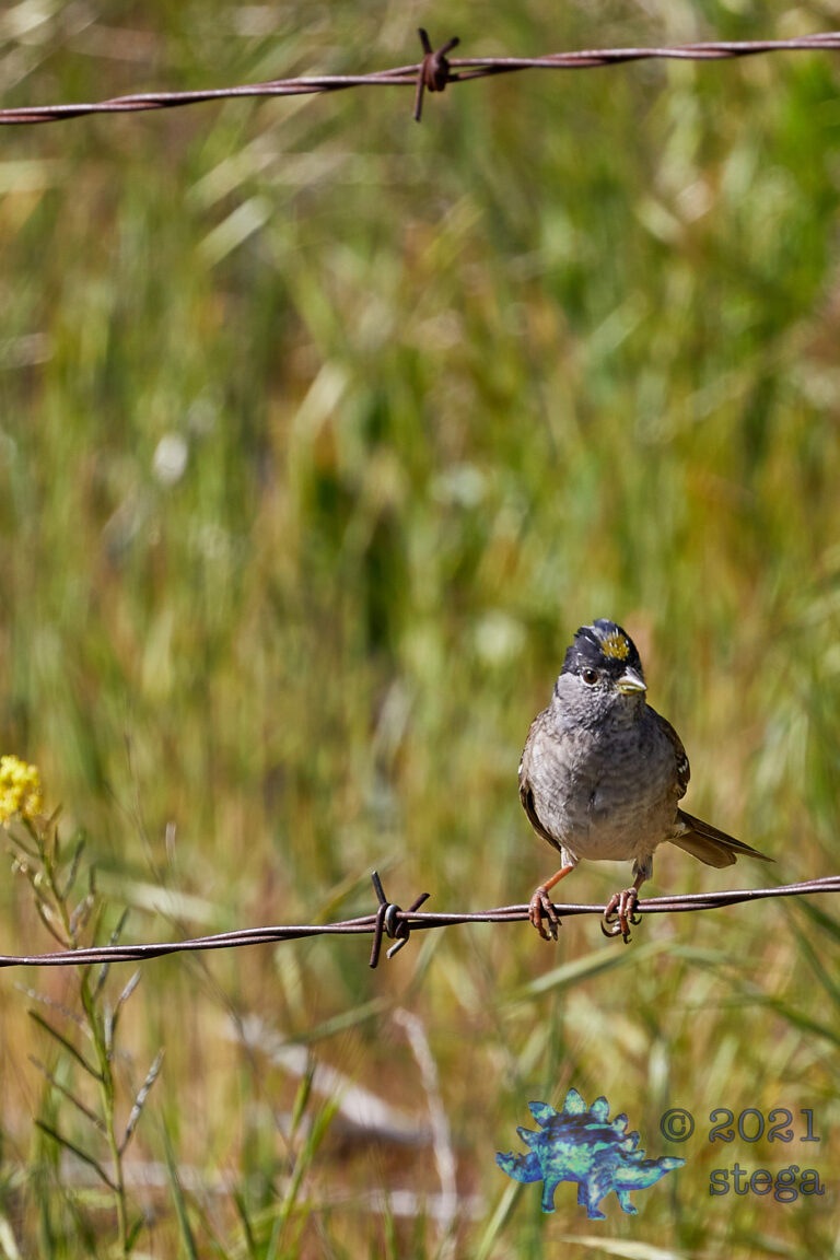 Gold-Crowned Sparrow